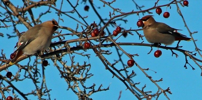 bohemian waxwing  2  res  6 