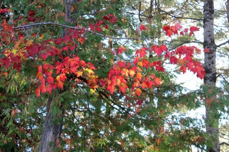 splash of fall color2 res  14 